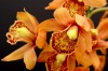 Jihočeské muzeum láká na kvetoucí orchideje a kaktusy. Výstavu doplnili krokodýli